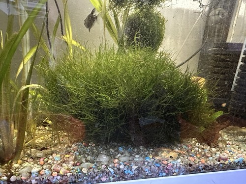 Live aquarium moss balls - live,