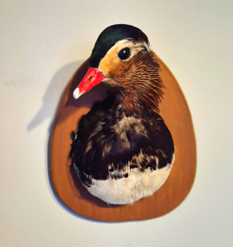 Taxidermy mandarin head wall - mandarin,