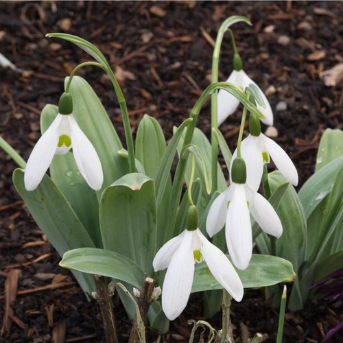 Galanthus elwesii giant - galanthus,