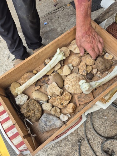 Job lot fossils - lot,