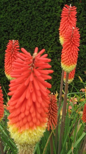 Kniphifia uvaria 6 - 6, plug