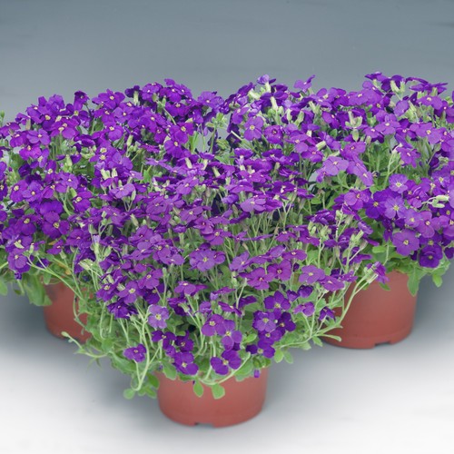Aubretia audrey blue - 6, |