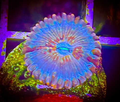 Saf white zombie zoanthid - saf~white,
