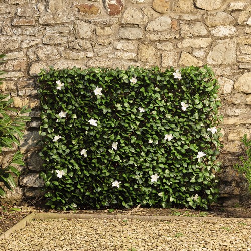 Garden screening trellis - garden,