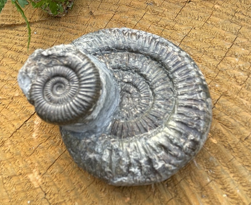 Dactylioceras double ammonite - double,