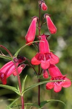 Penstemon Firebird 11cm pot