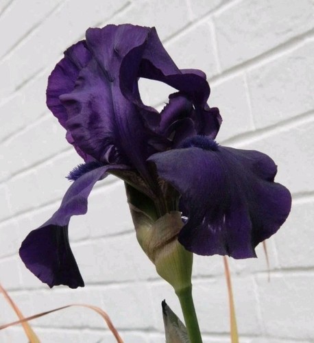 Iris germanica black knight - germanica,