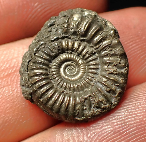 Crucilobiceras pyrite ammonite