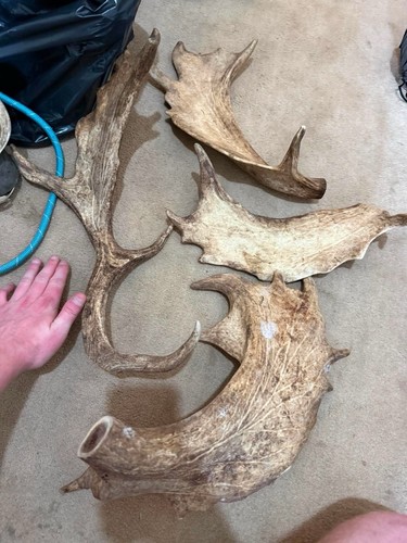Giant deer antler chews for - chews,