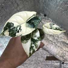 Alocasia Dragon Scale Albo Variegated Rare Plant #13 (Postage Discount - Bundle 