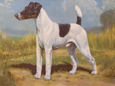 SMOOTH FOX TERRIER CHARMING