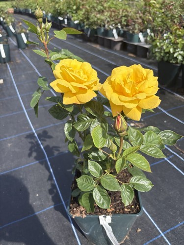 Arthur bell floribunda rose - arthur,