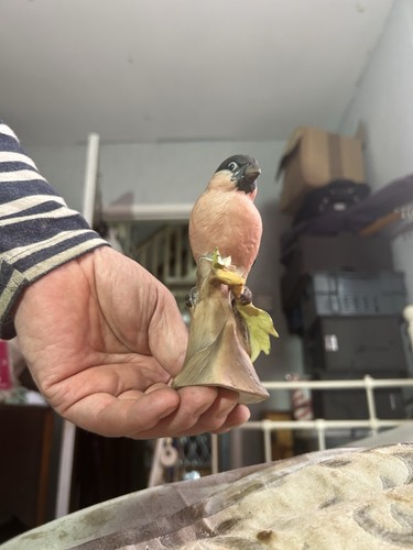 Unbranded bullfinch figurine - bullfinch,