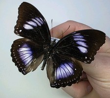 Hypolimnas Diomea A- Set