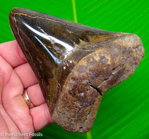 Megalodon shark tooth - megalodon,