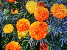 20 African Marigold  plug