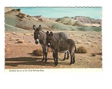 Faithfull Burros of the Gold