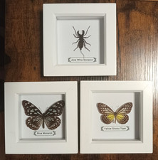 Real Framed Insects Set In 3 Separate White Wood Frames Taxidermy/Entomology New
