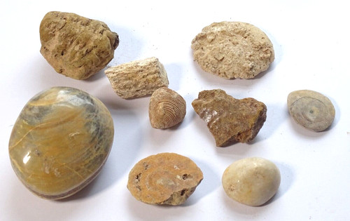 Various fossil pieces - 9,