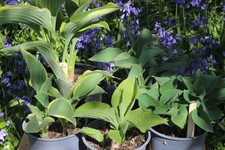 Hosta Collection of 5 Plants