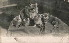 Cats Mother Cat Five Kittens