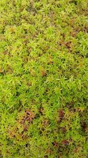 Live sphagnum moss plant - live,