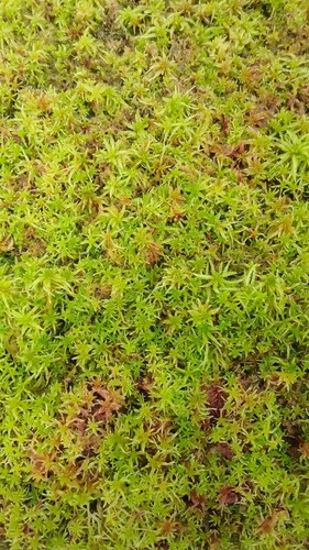 Live sphagnum moss for - live,