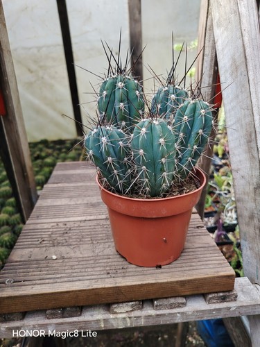 Pilosocereus cactus plant - ,