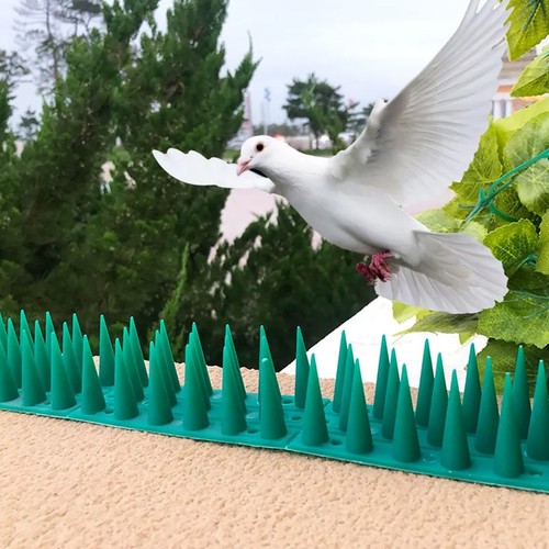 Bird spikes fences - bird,