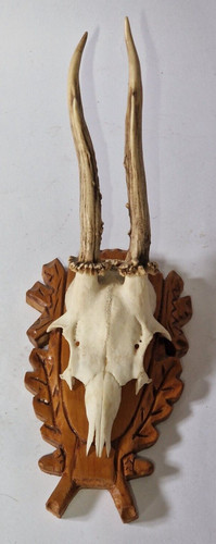 Trophy roebuck real european - real,