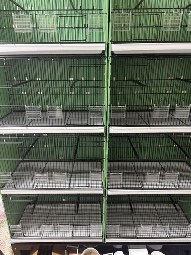 Bird breeding cages - bird,
