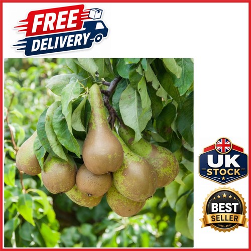 Self fertile mini pear tree - self-fertile,