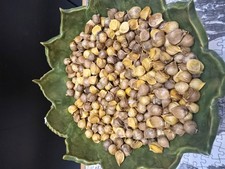 10 Genuine Elephant Garlic large Seeds Corms UK Hampshire grown  