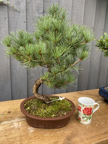 Bonsai tree japanese white - bonsai,