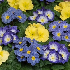 Primrose 'Alaska Sunshine