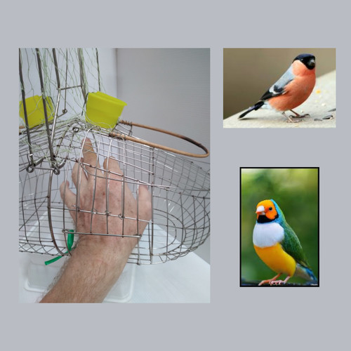 Finch steel double action bird