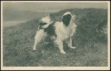 Animals: Dogs. Japanese Spaniel. Unposted. 