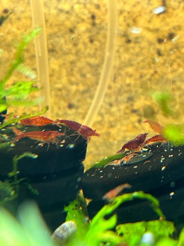 Red cherry shrimp - 10, 2
