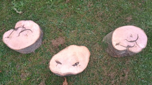Stepping stone logs nature