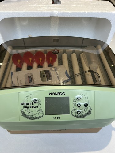 Eggs incubator temperature - eggs,