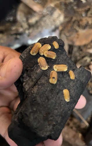 Blonde rubber ducky isopods - ducky,