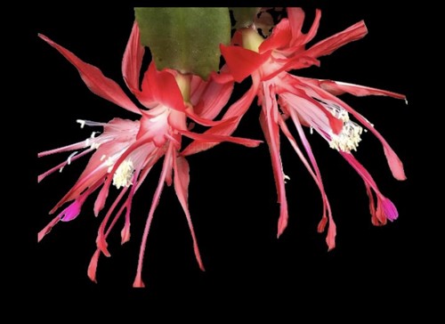 Schlumbergera chiba spot - schlumbergera,