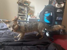 Grey soft mount Taxidermy Gray