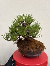 Stunning Shohin japanese black pine Bonsai Tree
