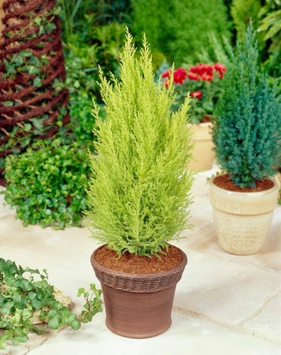 Cupressus wilma - cupressus, ‘wilma