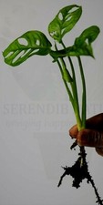 Monstera adansonii( Swiss Cheese/Monkey plant ), House Plant - Bare Rooted Plant