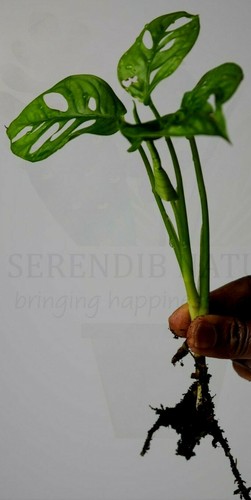 Monstera adansonii swiss - adansonii(,
