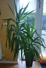 2 Large yukka Plants Indoors * Collection Only 