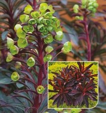 Euphorbia x Hybrid Miners Merlot 9cm Pot Plants Pack x3