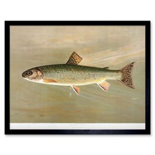 Petrie North American Fishes Brook Trout Wall Art Print Framed 12x16